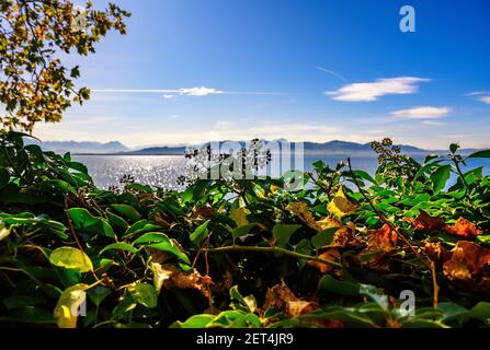 Feuille d'automne colorée d'arbustes et d'arbres ornementaux sur le remblai de Lindau et le lac de Constance en belle journée ensoleillée, Allemagne. Banque D'Images