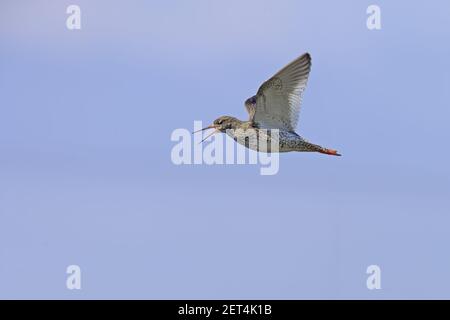 Redshank - appel en FlightTringa totanus Unst, Shetland, Royaume-Uni BI011330 Banque D'Images