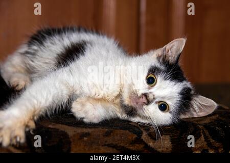 Le chaton blanc avec des taches noires repose sur le canapé. Banque D'Images