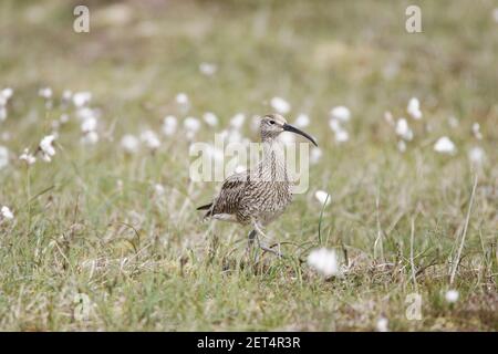 Whimbrel Numenius phaeopus Shetland Mainland, Royaume-Uni BI011464 Banque D'Images