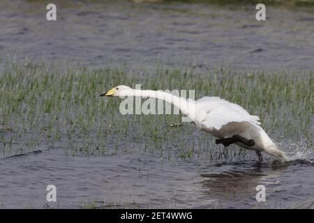 Whooper Swan - décollage à travers lochOlor cygnus Shetland Mainland, Royaume-Uni BI011592 Banque D'Images