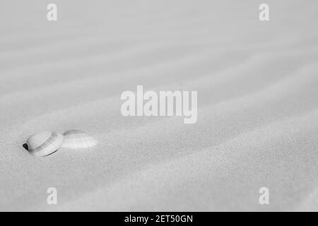 Une photo en niveaux de gris des coquillages sur le sable Banque D'Images