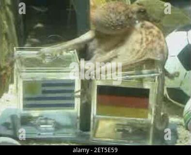 Paul l'Octopus choisit l'Allemagne au-dessus de l'Uruguay dans la 3ème place coupe du monde 2010-07-09. Banque D'Images