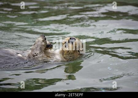 Sea Otter nageant à l'arrière (Enhydra lutris) Oregon, États-Unis (captif) Banque D'Images