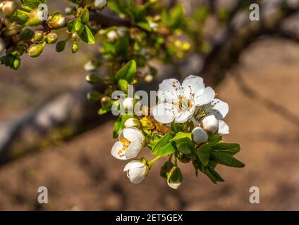 Floraison printanière d'un prunier.Certains ont fleuri, d'autres sont encore en fleur.Abruzzes, Italie Banque D'Images