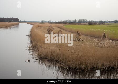 Fiels à roseau coupée à Weerribben, Overijssel, Hollande Banque D'Images