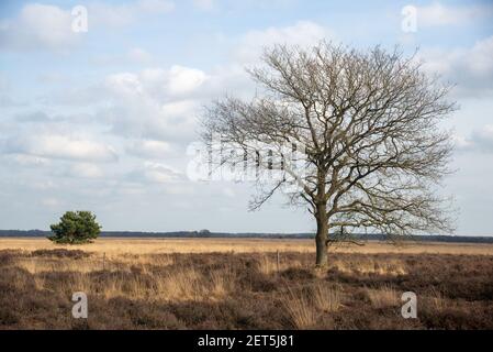 Vue à Dwingelderveld à Drente, Hollande Banque D'Images