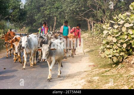 Malda, Bengale occidental, Inde - janvier 2018 : vaches marchant sur une route de village avec des bergers marchant avec le troupeau de bétail. Banque D'Images