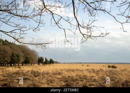 Vue à Dwingelderveld à Drente, Hollande Banque D'Images