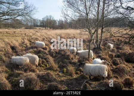 Moutons à Dwingelderveld à Drente, Hollande Banque D'Images