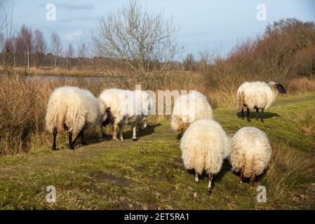 Moutons à Dwingelderveld à Drente, Hollande Banque D'Images