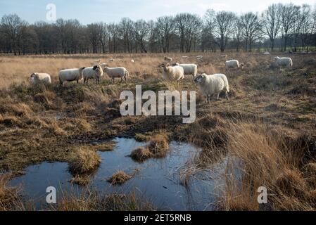 Moutons à Dwingelderveld à Drente, Hollande Banque D'Images