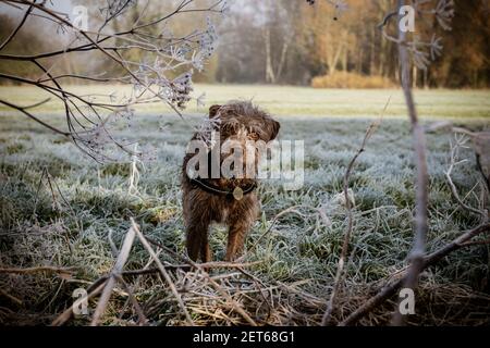 Mélange d'un terrier Bugg et Bedlington dans le stationnement Banque D'Images