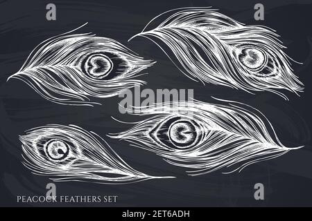 Ensemble vectoriel de plumes de paon à la craie dessinées à la main Illustration de Vecteur
