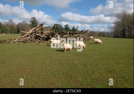 Epagne de corne d'Exmoor (ovies aries) broutant par un arbre tombé dans Parkland lors d'une brillante Journée d'hiver ensoleillé dans le Devon rural, Angleterre, Royaume-Uni Banque D'Images