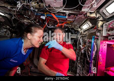 Shannon Walker et Michael Hopkins, astronautes de la NASA, examinent des échantillons de feuilles qui poussent à l'intérieur du laboratoire européen de Columbus, ISS, 28 janvier 2021, par la NASA/DPA Banque D'Images