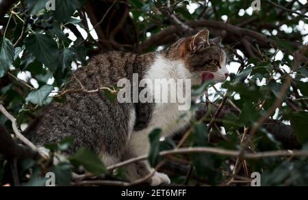 Belle rue solitaire chat sur la promenade dans la nature. Chaton de race mixte. Le chat gris rayé avec une poitrine blanche et moelleuse est assis sur l'arbre et léche son museau avec son Banque D'Images