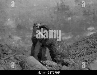 Une photo en niveaux de gris de deux adorables boomers de steppe embrassant chacun autre sur l'arrière-plan flou Banque D'Images