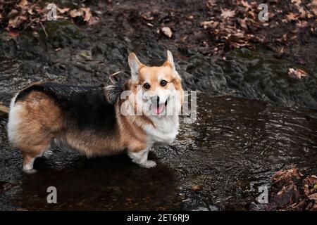 La race de berger anglais est la plus petite au monde. Le corgi gallois se tient dans la rivière avec ses pattes et aime la vie. Portrait du charmant Pembroke tricolore Banque D'Images