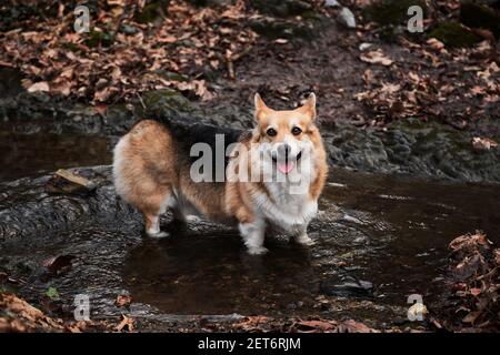 La race de berger anglais est la plus petite au monde. Le corgi gallois se tient dans la rivière avec ses pattes et aime la vie. Portrait du charmant Pembroke tricolore Banque D'Images