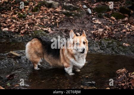 La race de berger anglais est la plus petite au monde. Le corgi gallois se tient dans la rivière avec ses pattes et aime la vie. Portrait du charmant Pembroke tricolore Banque D'Images