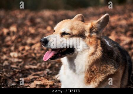 Gros plan sur le charmant corgi Pembroke gallois. Marchez avec le chien dans la nature en plein air dans la forêt. La race de berger anglais est la plus petite au monde. Banque D'Images