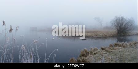 Swans dans le lac de brouillard.avec la promenade en bois en arrière-plan Banque D'Images