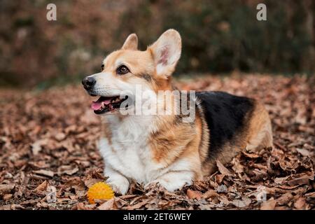 Le corgi gallois tricolore de Pembroke se trouve dans des bois dans des feuilles d'automne sèches jaunes, à côté d'une balle de chien en caoutchouc. Charmant petit Berger anglais avec des oreilles proéminentes Banque D'Images