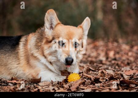 Le corgi gallois tricolore de Pembroke se trouve dans des bois dans des feuilles d'automne sèches jaunes, à côté d'une balle de chien en caoutchouc. Charmant petit Berger anglais avec des oreilles proéminentes Banque D'Images