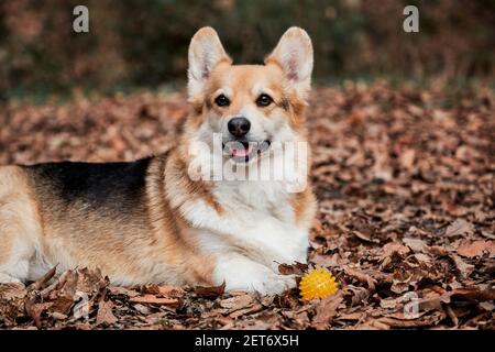 Le corgi gallois tricolore de Pembroke se trouve dans des bois dans des feuilles d'automne sèches jaunes, à côté d'une balle de chien en caoutchouc. Charmant petit Berger anglais avec des oreilles proéminentes Banque D'Images