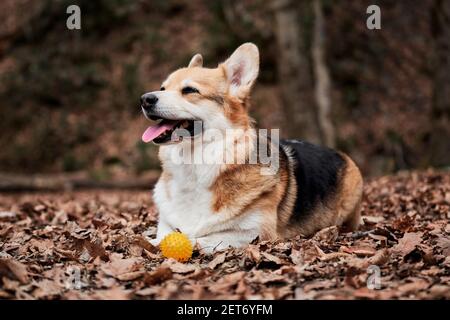 Le corgi gallois tricolore de Pembroke se trouve dans des bois dans des feuilles d'automne sèches jaunes, à côté d'une balle de chien en caoutchouc. Charmant petit Berger anglais avec des oreilles proéminentes Banque D'Images