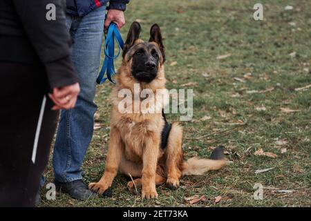 Puppy of Black and Red German Shepherd of breeding show se trouve dans le parc sur l'herbe à côté des jambes des propriétaires. Charmant petit chien pur-sang avec une oreille saillante Banque D'Images