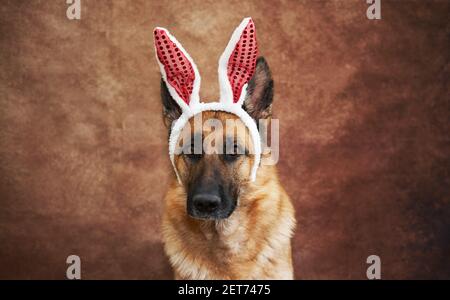 Portrait de berger allemand sur fond brun studio avec oreilles de lapin rouge et blanc en peluche. Lapin de Pâques créatif. Banque D'Images