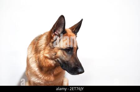 Portrait de Berger allemand noir et rouge sur fond blanc. Bannière avec chien berger et beaucoup d'espace pour le texte. Visage de chien pour les animaux de compagnie ou adve Banque D'Images