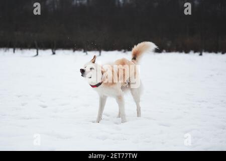 Adorable chien doux blanc avec col rouge promenades dans le parc d'hiver de neige. Le berger et le husky de demi-race secoue la neige dans la nature. Banque D'Images