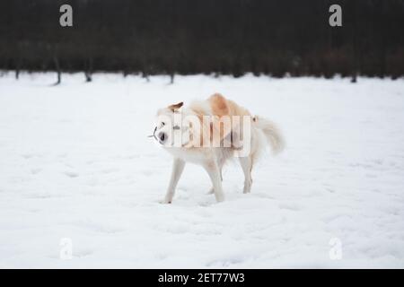 Adorable chien doux blanc avec col rouge promenades dans le parc d'hiver de neige. Le berger et le husky de demi-race secoue la neige dans la nature. Banque D'Images