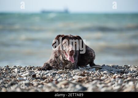 Portrait de charme brun Kurzhaar avec des taches blanches sur fond de mer. Le chien est une race de chien de chasse à poil court avec des oreilles couchées. Marchez à l'air frais Banque D'Images