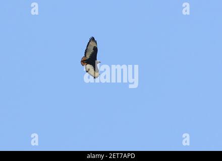 Augur Buzzard (Buteo augur) mue foncé adulte dans Flight Lake Naivasha, Kenya Octobre Banque D'Images