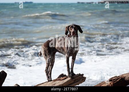 Brun Kurzhaar avec des taches debout sur une grande bûche sur fond de mer bleue et posant. Charmant sport chasse race allemande doux cheveux cop. Banque D'Images