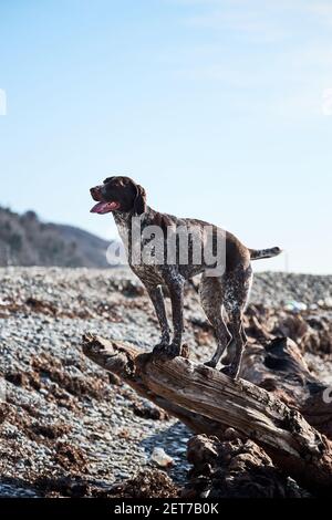 Brun Kurzhaar avec des taches debout sur une grande bûche sur fond de mer bleue et posant. Charmant sport chasse race allemande doux cheveux cop. Banque D'Images