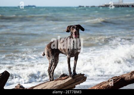 Brun Kurzhaar avec des taches debout sur une grande bûche sur fond de mer bleue et posant. Charmant sport chasse race allemande doux cheveux cop. Banque D'Images