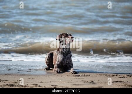 Le cop allemand est une race de chien de chasse à poil court. Pointeur court brun avec des taches blanches sur le sable sur le rivage de la mer bleue et posant. Banque D'Images