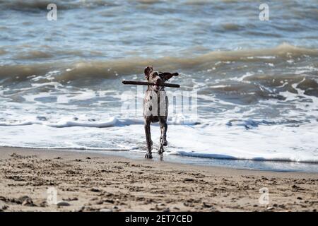 Le cop allemand est une race de chien de chasse à poil court. Pointeur court marron avec des taches blanches qui s'exécutent le long de la plage et qui tiennent le bâton dans sa bouche. Marchez avec Banque D'Images