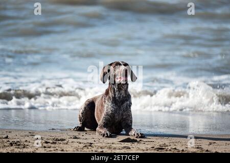 Le cop allemand est une race de chien de chasse à poil court. Pointeur court brun avec des taches blanches sur le sable sur le rivage de la mer bleue et posant. Banque D'Images