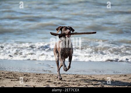 Le cop allemand est une race de chien de chasse à poil court. Pointeur court marron avec des taches blanches qui s'exécutent le long de la plage et qui tiennent le bâton dans sa bouche. Marchez avec Banque D'Images