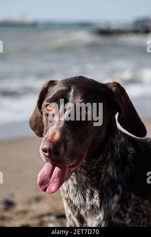 Race allemande de chiens de chasse. Le pointeur court marron est assis et souriant. Gros plan sur Kurzhaar. Banque D'Images