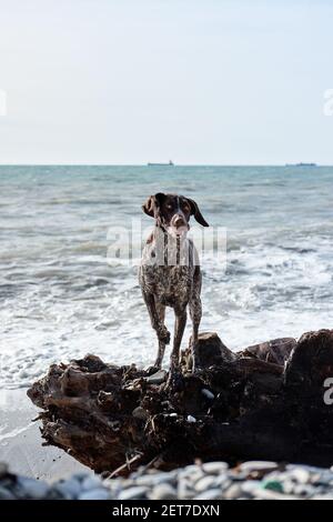 Brun Kurzhaar avec des taches debout sur une grande bûche sur fond de mer bleue et posant. Charmant sport chasse race allemande doux cheveux cop. Banque D'Images