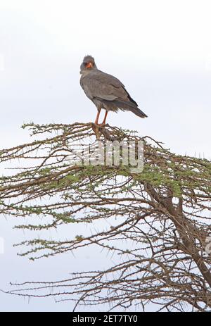 Faucon de chantage foncé (mélierax metabates metabates) adulte perché sur le sommet de l'arbre de la PNP de l'Awash, Ethiopie Avril Banque D'Images