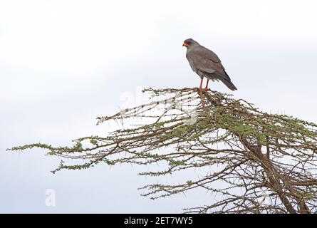 Faucon de chantage foncé (mélierax metabates metabates) adulte perché sur le sommet de l'arbre de la PNP de l'Awash, Ethiopie Avril Banque D'Images