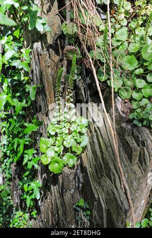 Pennywort, Navelwort, Penny-Pies ou Wall Pennywort (umbilicus rupestris) à la réserve naturelle du RSPB à Ynys-hir, Eglyws-fach, Machynlleth, pays de Galles, Royaume-Uni Banque D'Images